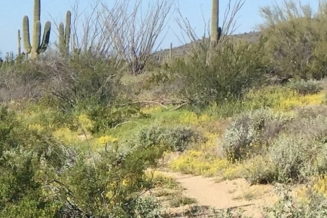 1-2 Hour Sonoran Desert Private Guided Hiking Tour - Key highlights at a glance