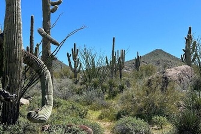 1-2 Hour Sonoran Desert Private Guided Hiking Tour - Pima-Dynamite trail and nearby highlights: what you might see
