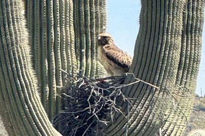 1-2 Hour Sonoran Desert Private Guided Hiking Tour - How desert life gets explained while you hike