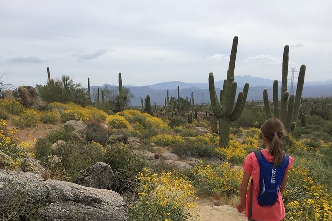 1-2 Hour Sonoran Desert Private Guided Hiking Tour - A 2-hour hike that actually respects your energy