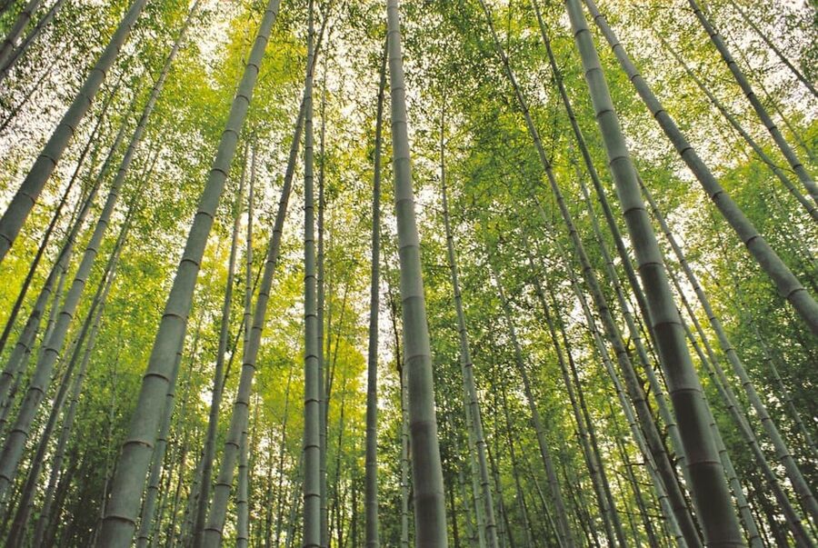 1-Day Tour from Nagoya: Hiking the Historic Nakasendo Trail - Magome-juku: 45 minutes of post-town wandering and a snack stop
