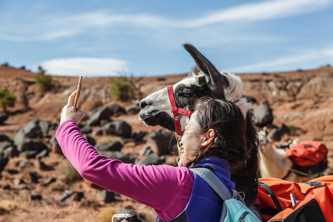 2-Hour Llama Hike - Meet Your Llama Companion and Learn the Rhythm