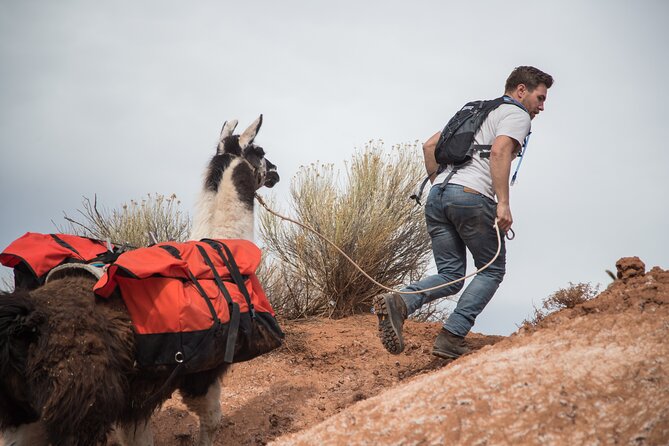 2-Hour Llama Hike - Practical Logistics: Getting There and Staying Sane