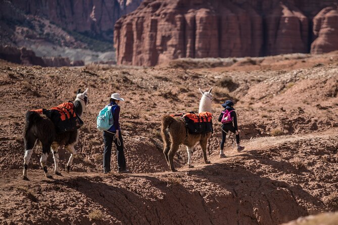 2-Hour Llama Hike - Should You Book This Llama Hike?