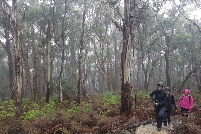 4 Day Wild Tasmania Tour / Wildlife, Nature, Hiking / Inc. Accom - Day 3: Bay of Fires orange lichen beaches and the Tasmanian Devil feeding stop