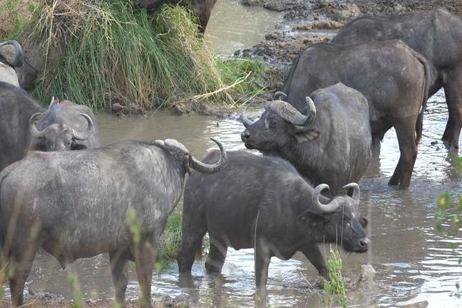 4 days Best experience Kilimanjaro Hike, Serengeti &Ngorongoro - Key highlights worth planning for