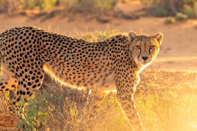 4 days Best experience Kilimanjaro Hike, Serengeti &Ngorongoro - Why this 4-day safari mix works so well