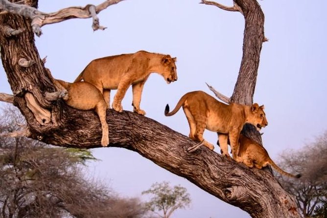 4 days Best experience Kilimanjaro Hike, Serengeti &Ngorongoro - Day 4: Crater descent and Big Five odds at ground level