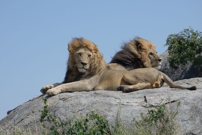 4 days Best experience Kilimanjaro Hike, Serengeti &Ngorongoro - What private safari really changes for you