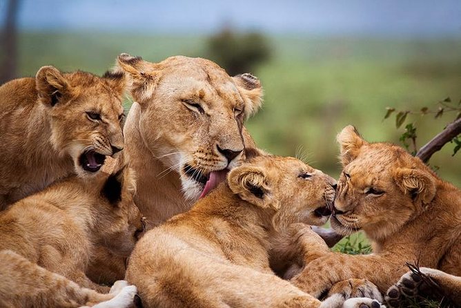 4 days Best experience Kilimanjaro Hike, Serengeti &Ngorongoro - Big Five on a tight schedule: how to set expectations