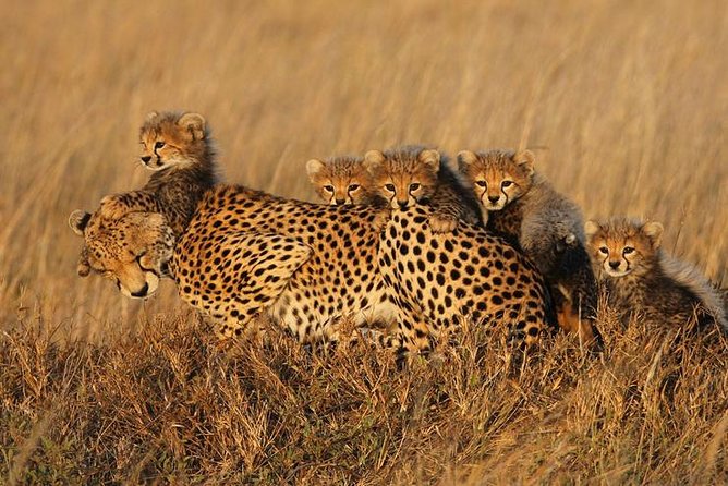 4 days Best experience Kilimanjaro Hike, Serengeti &Ngorongoro - Food, water, and sleeping in camps without losing your mind