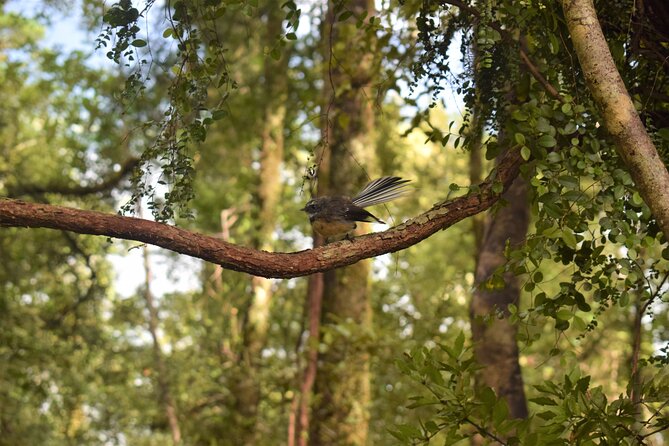 4-hour Lake Mapourika Kayak and Hike adventure, with Okarito Kiwi Sanctuary - Hot Drinks, Gear, and the Small Things You’ll Actually Miss If They Aren’t Included