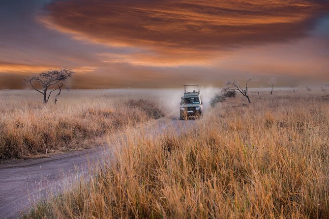 5 days safari, hiking & culture (Serengeti & kilimanjaro) - Day 3 in Serengeti: Early Drives and the Calm Confidence of Knowing the Rhythm