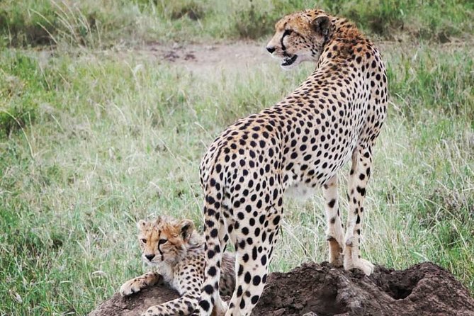 5 days safari, hiking & culture (Serengeti & kilimanjaro) - Day 5: Materuni Waterfalls, Coffee Farms, and Kikuletwa Hot Springs