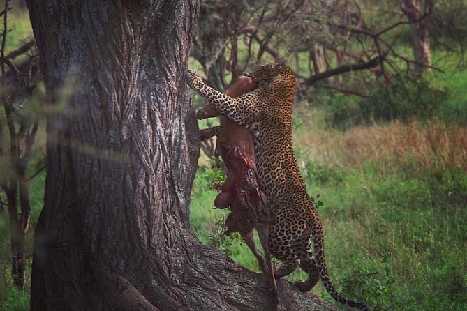 5 days safari, hiking & culture (Serengeti & kilimanjaro) - Food, Gear, and the Practical Comforts That Matter