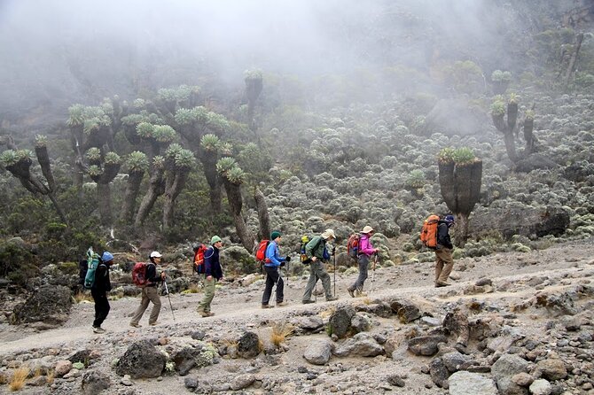 6 Days: Hiking Kilimanjaro via Machame Route - Day 3: Lava Tower direction and the long pull to Barranco Camp