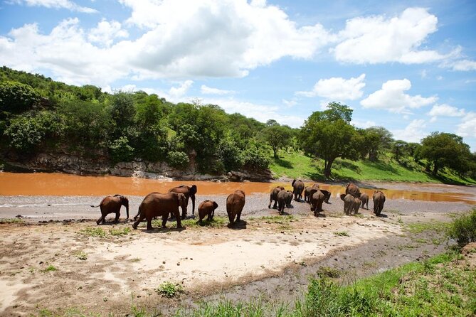 6 Days Serengeti Safari(hiking waterfalls &coffee tour) - Why this 6-day North Circuit works so well for animal lovers