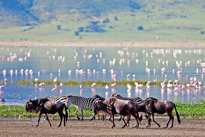 6 Days Serengeti Safari(hiking waterfalls &coffee tour) - Lake Manyara: flamingoes, hippo pool, and the hot spring drive