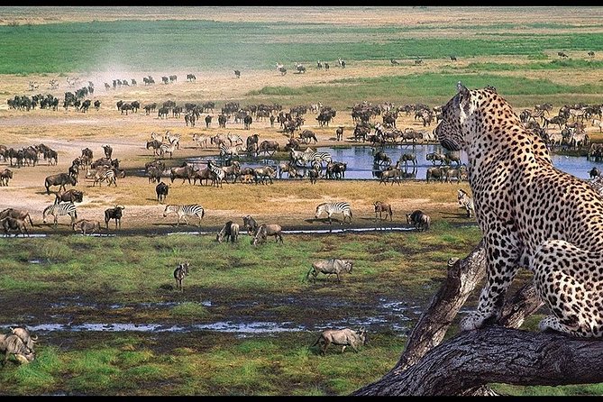 6 Days Serengeti Safari(hiking waterfalls &coffee tour) - Camping setup and meals: what included really means