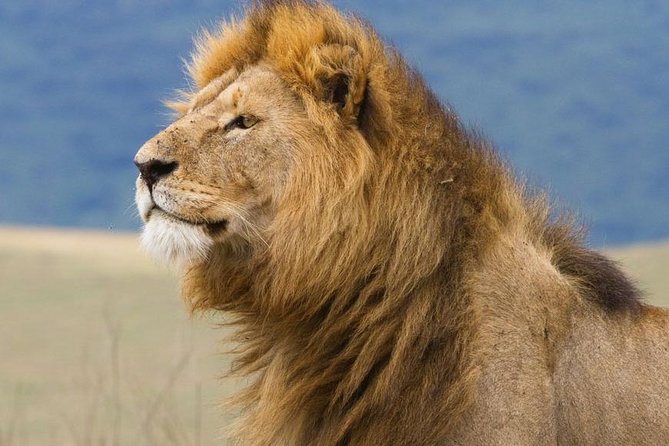 6 Days Serengeti Safari(hiking waterfalls &coffee tour) - Price and value for $1,250 per person