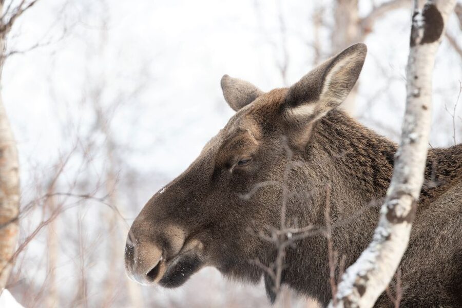 Abisko: Wilderness Snowshoe Hike - Included gear and warm drinks: comfort that actually changes the day