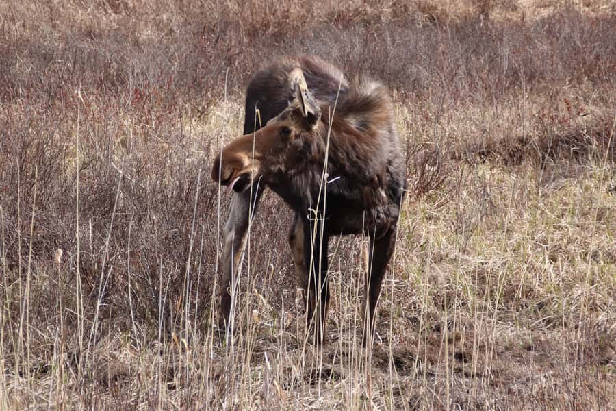 Algonquin Park Hiking: Adventure Tour from Toronto - From Toronto to Algonquin: the 7:00 am start that sets the tone