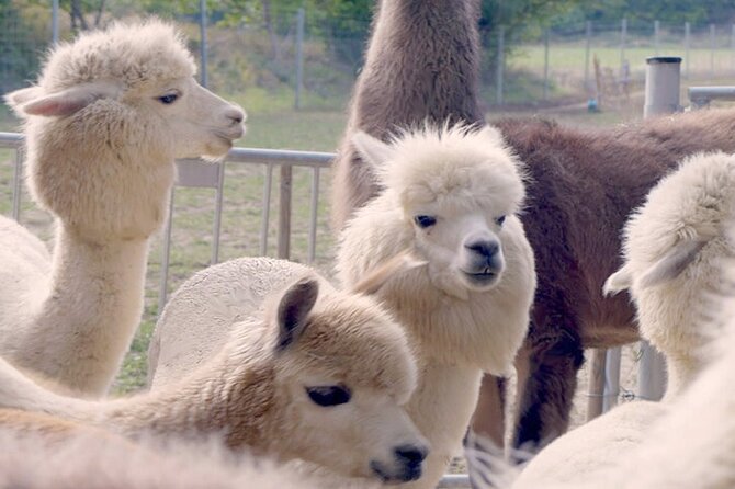 Alpaca and llama hike Moedling near Vienna - Key things to know before you go