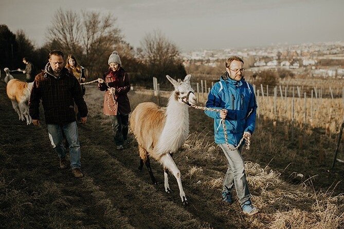 Alpaca and llama hike Moedling near Vienna - Mödling and Eichkogel: why this feels different from a normal Vienna day