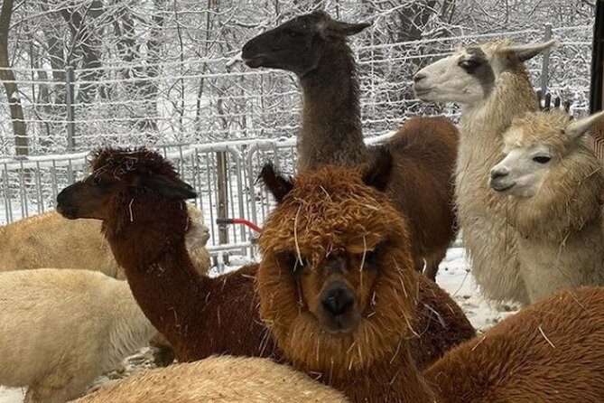 Alpaca and llama hike Moedling near Vienna - Pace and fitness: who this hike works for