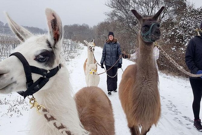 Alpaca and llama hike Moedling near Vienna - Group size (max 11) and why that helps the whole experience