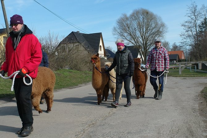 Alpaca hike in the Barnimer Feldmark - Buchholz Saloon Start in Altlandsberg: meeting Bettina and your alpaca briefing