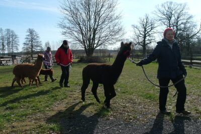 Alpaca hike in the Barnimer Feldmark - How long is the trip, and what you’ll do after the hike