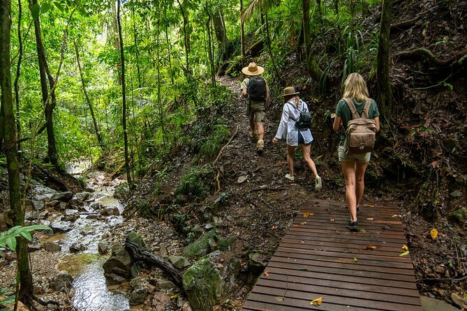 Amazing Daintree Rainforest Tour Waterfall Hike, Lunch, Swim & Crocodile Cruise - Entering the Daintree: pickup, timing, and how the day flows