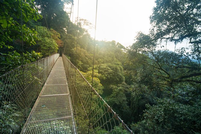 Arenal Hanging Bridges Hiking Tour - The Rainforest Circuit: A 3.1-Kilometer Walk With 15 Bridges
