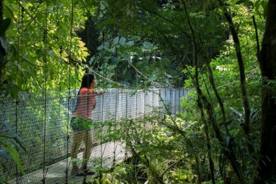 Arenal Hanging Bridges Hiking Tour - Why the Bridges Are Built This Way (And How It Helps You Spot Animals)