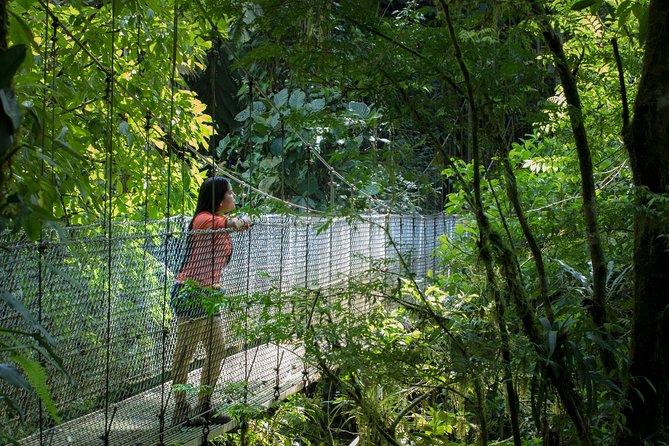 Arenal Hanging Bridges Hiking Tour - Why the Bridges Are Built This Way (And How It Helps You Spot Animals)