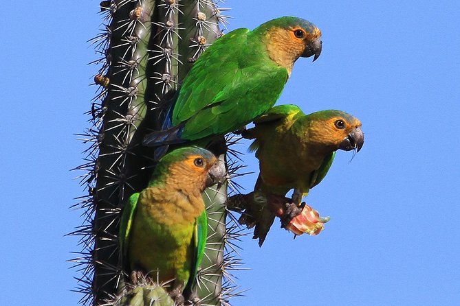 Arikok Adventurous Hiking Experience in Aruba - Key Highlights at a Glance