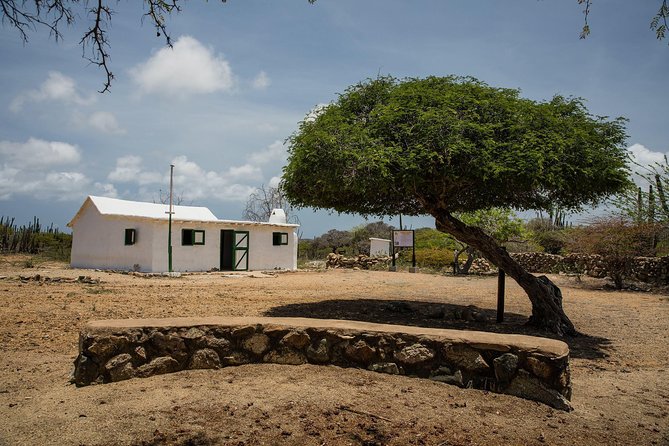 Arikok Adventurous Hiking Experience in Aruba - What You’ll Look For: Aruba’s Birds, Lizards, and the Plants With a Story
