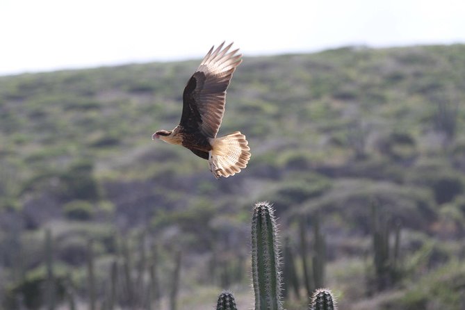 Arikok Adventurous Hiking Experience in Aruba - Fitness Level and Trail Reality: Who This Suits (and Who Should Think Twice)