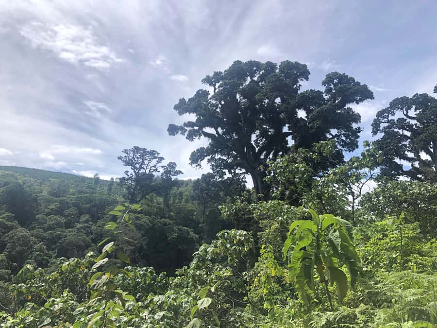 Arusha: Napuru Waterfalls Guided Hike - Money and Value: Is $50 Worth It Here?