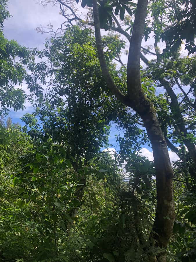 Arusha: Napuru Waterfalls Guided Hike - Who This Hike Is Best For (and Who Should Skip It)