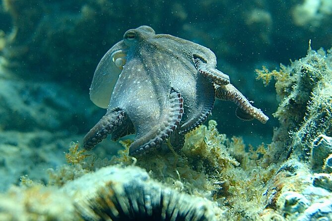 Barcelona Adventure: Costa Brava Hike & Snorkel - Should you book this Barcelona Adventure?
