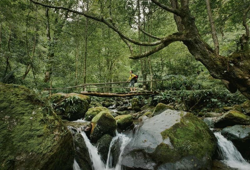 Batumi to Mtirala National park - Half day hiking group tour - From Batumi at 14:00: the ride that sets the mood