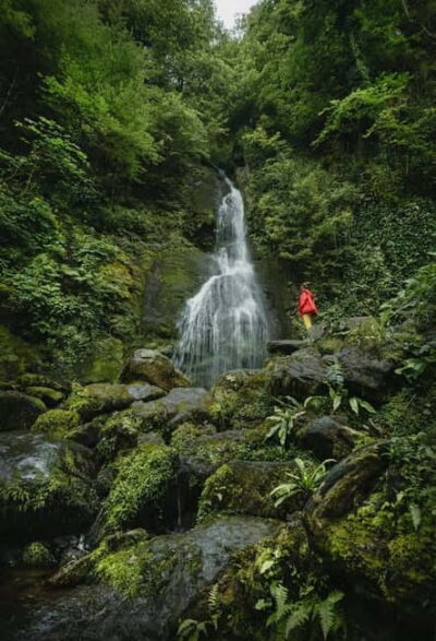 Batumi to Mtirala National park - Half day hiking group tour - Mtirala’s humid waterfall forest: your 3 km hike made practical