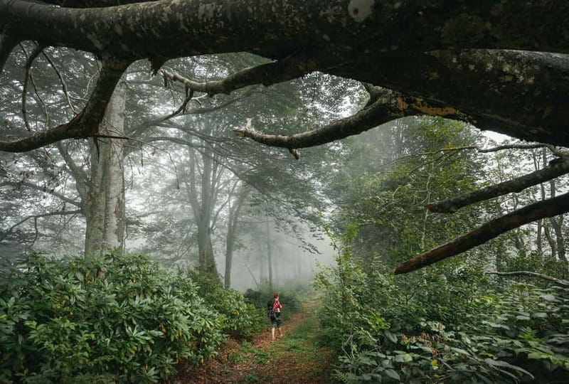 Batumi to Mtirala National park - Half day hiking group tour - Price and value: is $33 for 4 hours a good deal?