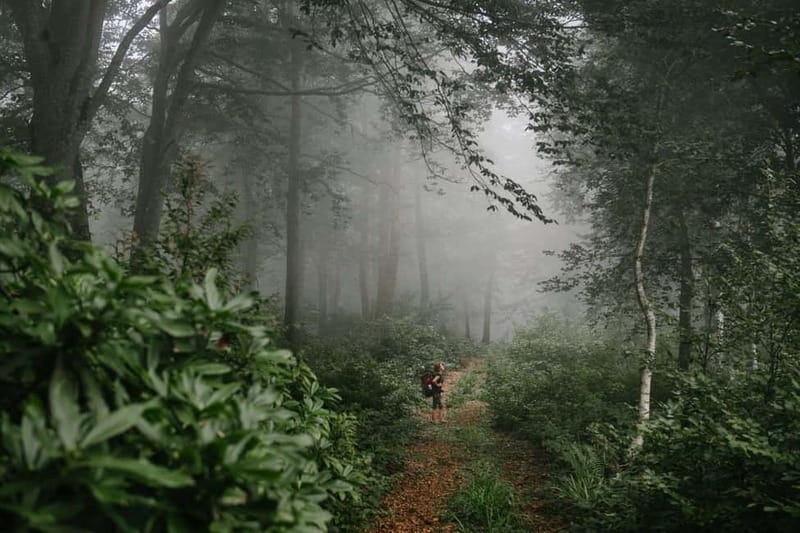 Batumi to Mtirala National park - Half day hiking group tour - Small practical tips that can save your day
