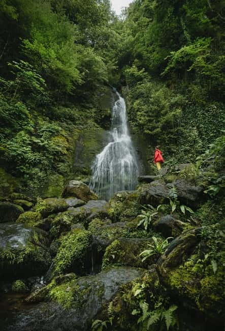 Batumi to Mtirala National park - Half day hiking group tour - Mtirala’s humid waterfall forest: your 3 km hike made practical