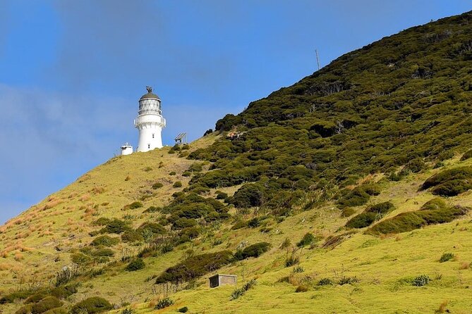Bay of Islands Cruise & Island Tour - Snorkel, Hike,Swim,Wildlife - Lunch and what to pack for a full water day