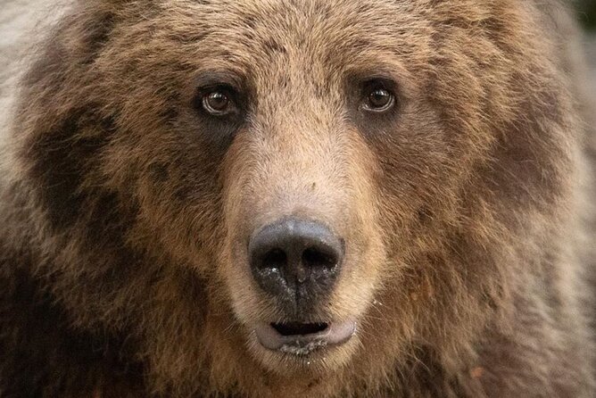 Bearwatching Hiking Day Tour in High Tatras from Poprad - Your timing: the 4:00 am start and why it matters