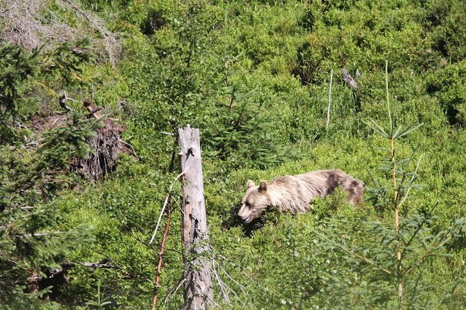 Bearwatching Hiking Day Tour in High Tatras from Poprad - The walk in Tatra National Park: what you’ll be doing for those 8 hours